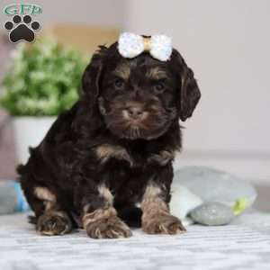 Lily, Cockapoo Puppy